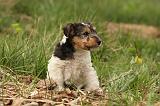 FOX TERRIER 544